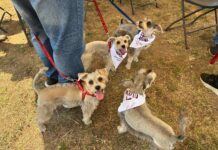 Exhorta Ayuntamiento de Veracruz a vacunar a mascotas contra la rabia