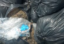 Bolsas encontradas en playas de Veracruz no contienen chapopote sino sargazo, asegura Semar y deslinda a PC