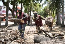 Retira Ayuntamiento de Veracruz árbol en camellón de Díaz Mirón por riesgo a la ciudadanía
