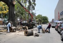 Retiro de antigua ceiba en el centro de Veracruz por deterioro estructural y riesgo para la población