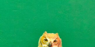 Profepa rescata cinco ejemplares en tienda de vida silvestre de Veracruz