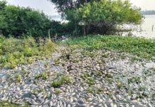 Ecocidio: mueren miles de peces en cuencas y rios de la zona de Cosamaloapan