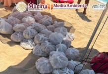 Recuperan casi 10 mil huevos de tortuga en Baja California Sur