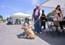 Fortalece Ayuntamiento de Veracruz la salud y protección de animales de compañía en Jornada Nacional de Vacunación 2026