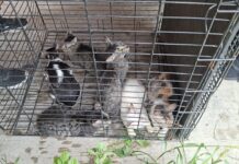 Rescata Ayuntamiento de Veracruz seis gatos en Lomas de Río Medio 4 y brinda apoyo a su cuidadora
