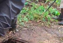 Ciudadanos de Chicontepec se infectan de histoplasmosis, 3 de ellos están graves y fueron trasladados a la Ciudad de México