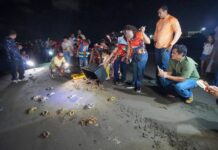 Cangrejo azul pierde 97% de sus rescates en la Riviera Veracruzana en diez años