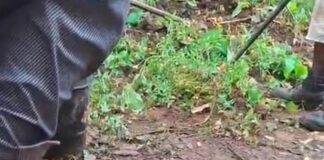 Ciudadanos de Chicontepec se infectan de histoplasmosis, 3 de ellos están graves y fueron trasladados a la Ciudad de México