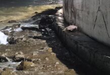 Hallan tortuga sin vida en el bulevar Ávila Camacho de Veracruz
